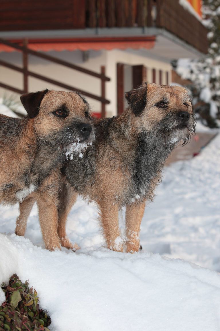 Border terrier