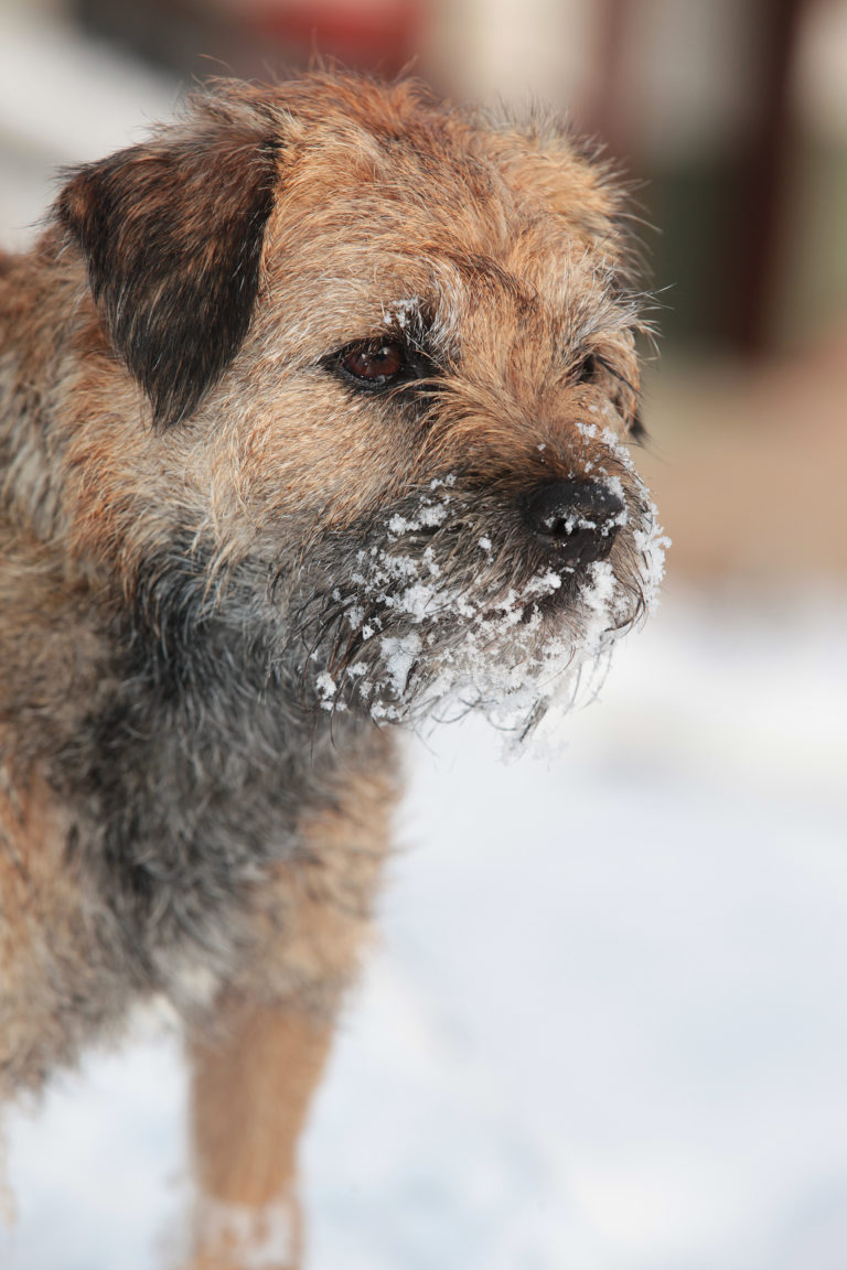 Border terrier