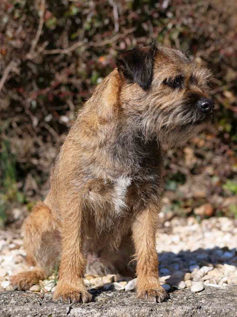 Border terrier