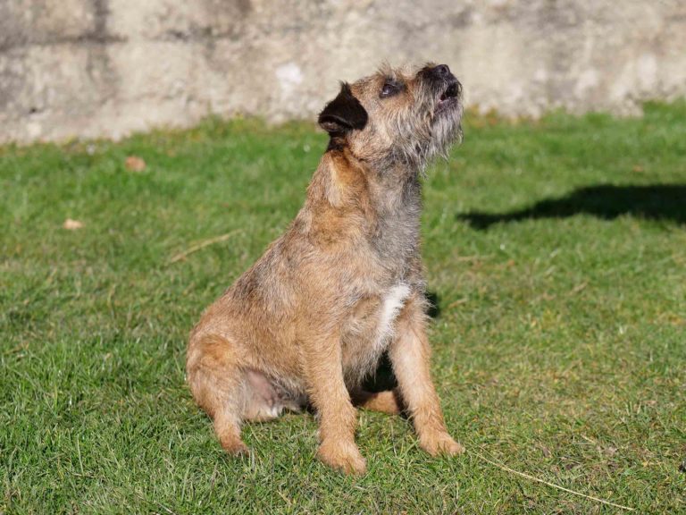 Border terrier