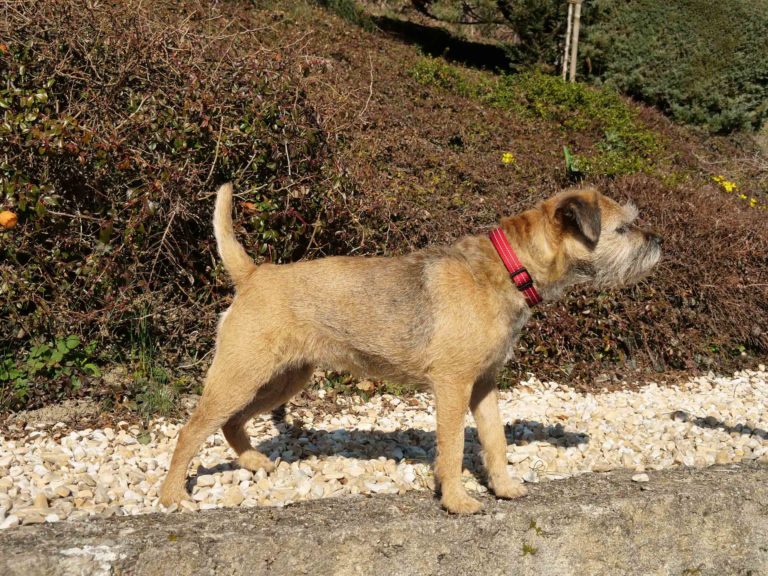 Border terrier