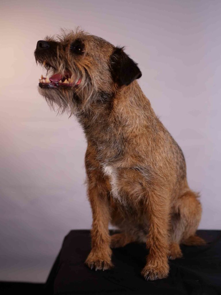 Border terrier