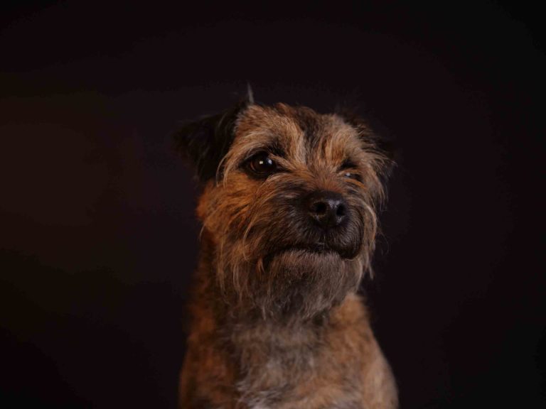 Border terrier