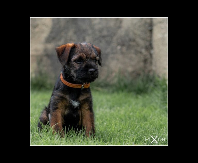 Border terrier