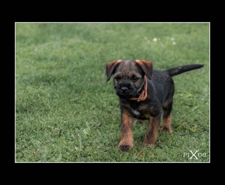 border terrier