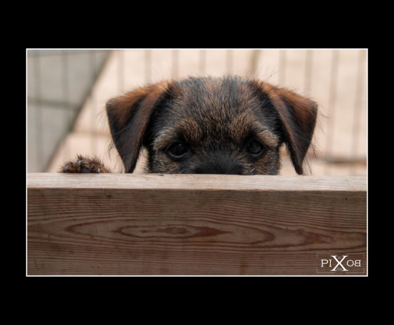 Border terrier